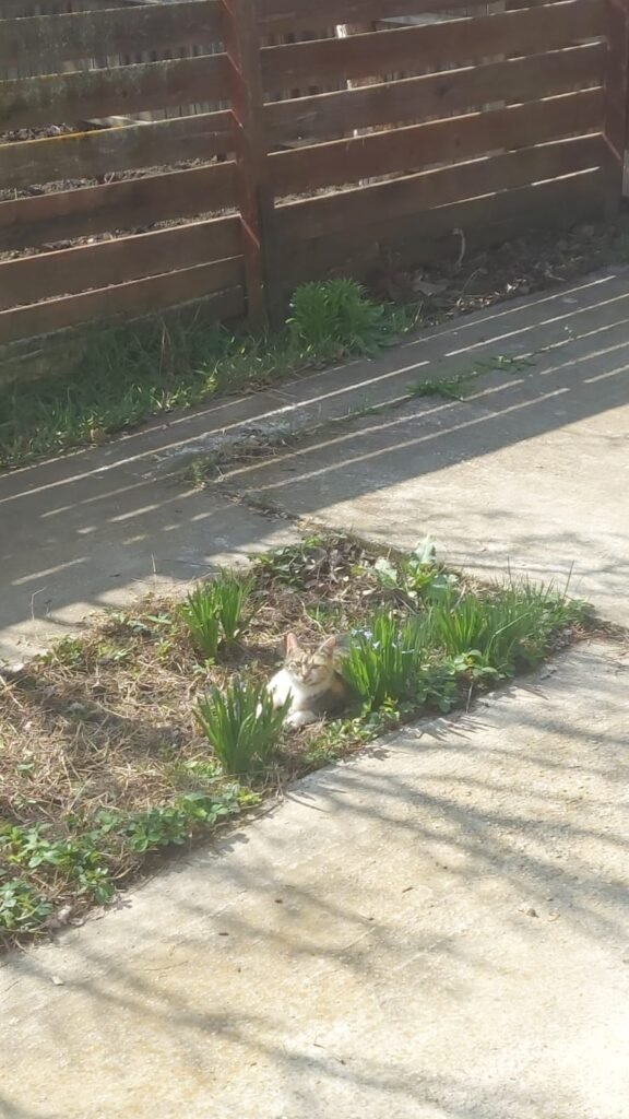 Calico cat lying in a flower bed, one of our testers for flying with pets