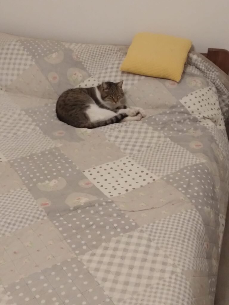 Tabby cat sleeping on a bed