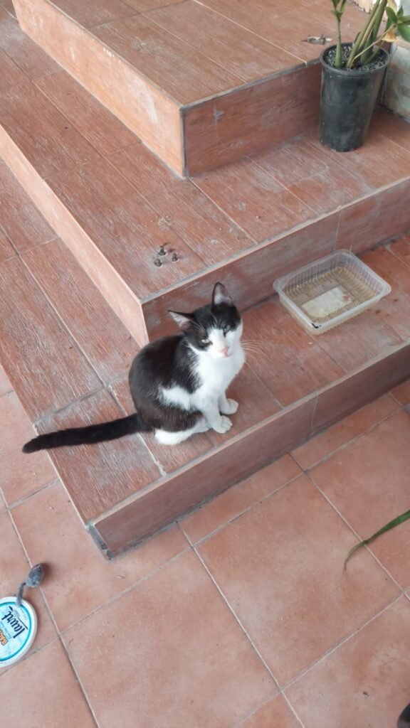 Black and white cat sitting on steps