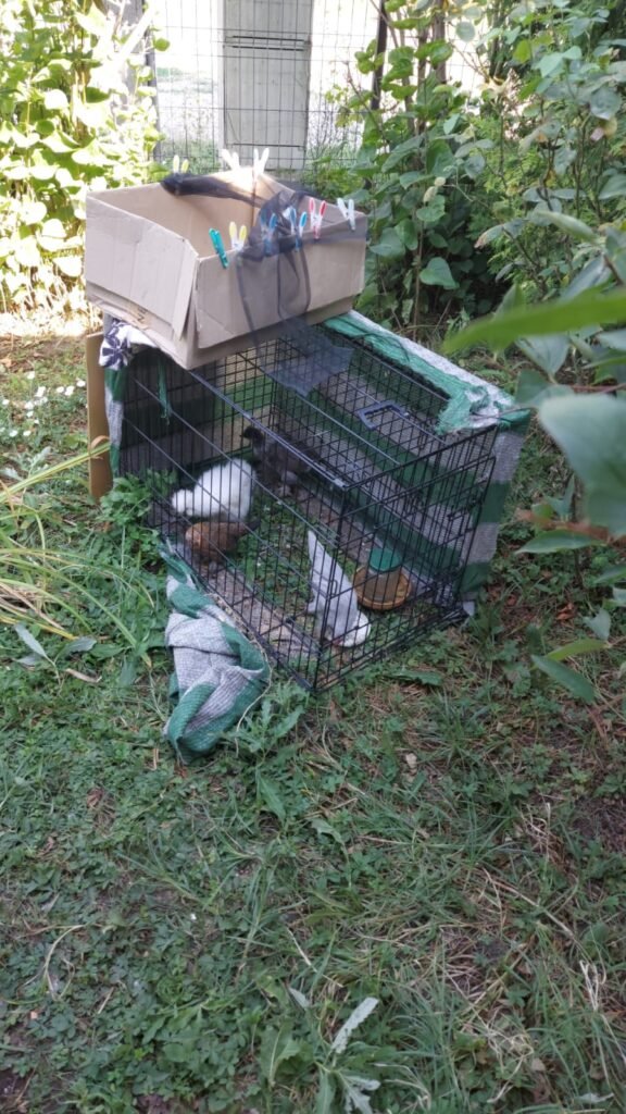 Small animals in a garden pen