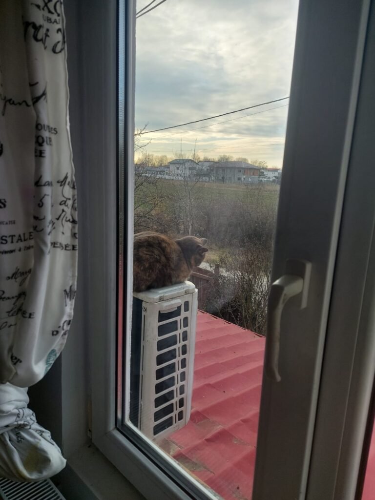 Tortoiseshell cat sitting on an air conditioning unit