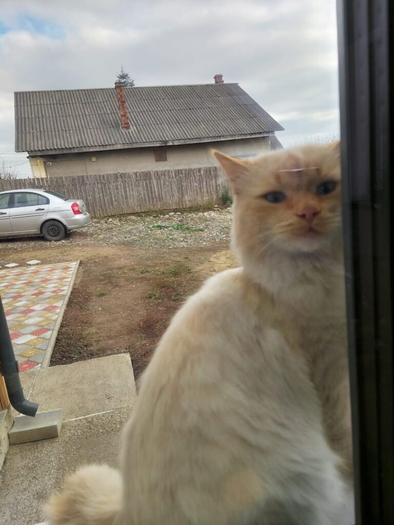 Cream cat looking through a window