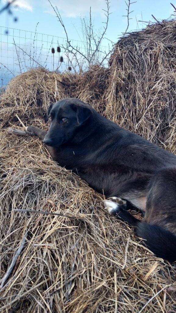 Black dog lying on hay