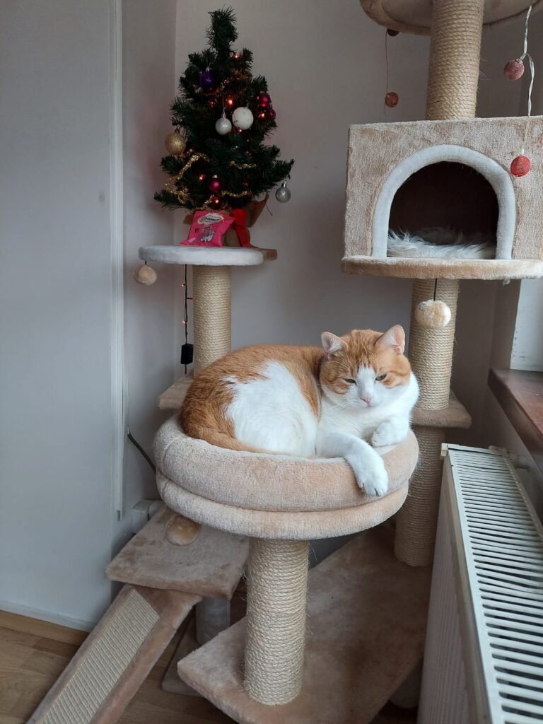 Orange and white cat on a cat tree
