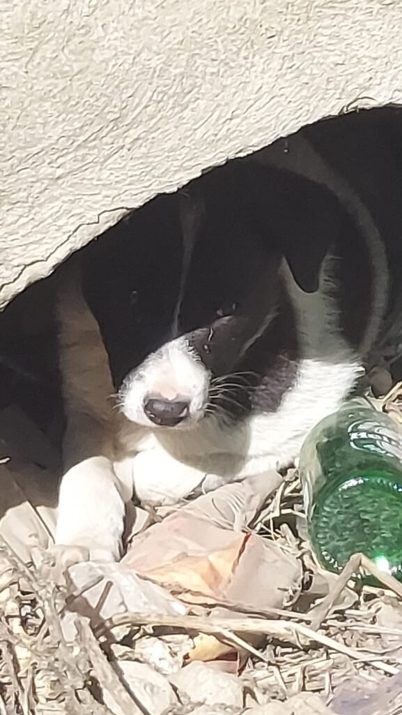 Black and white puppy resting in a shelter