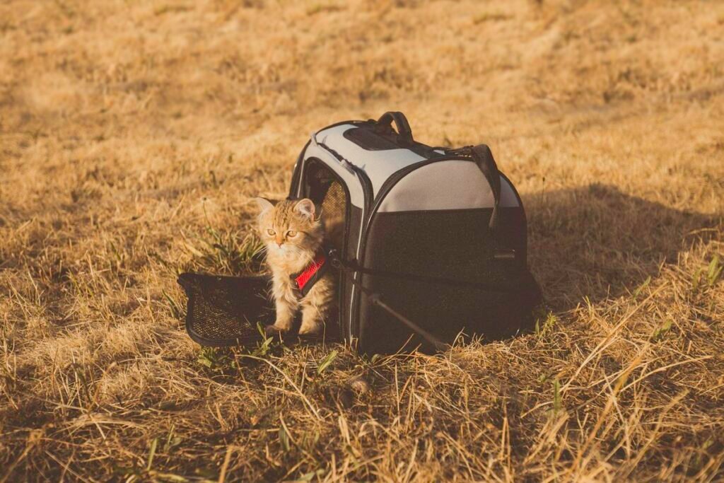 Saudia pet policy: kitten next to its travel carrier