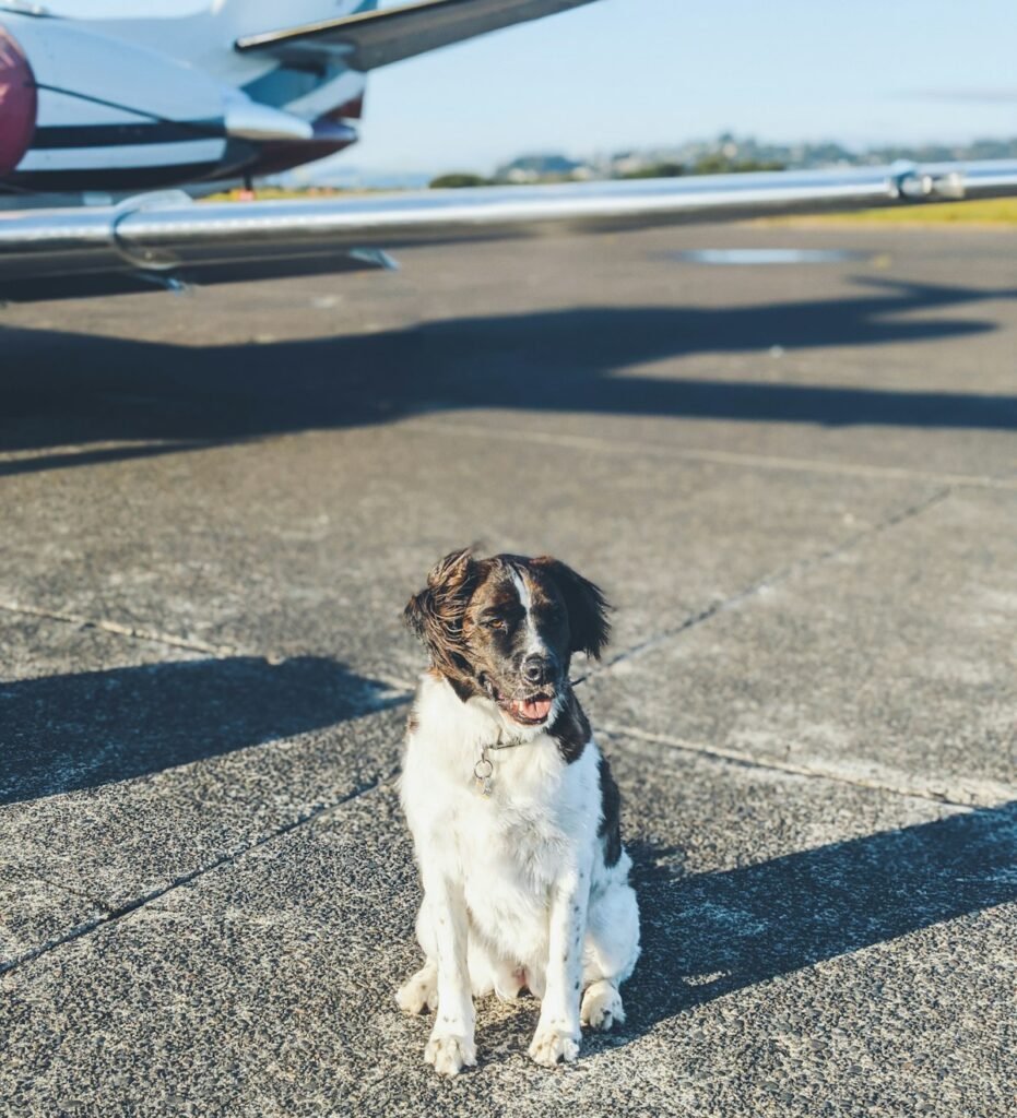 Dog at the airport next to a plane, ready to fly with one of the pet friendly airlines