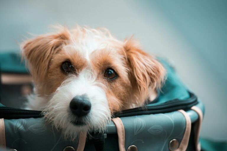 Jack Russell terrier inside a soft pet carrier bag