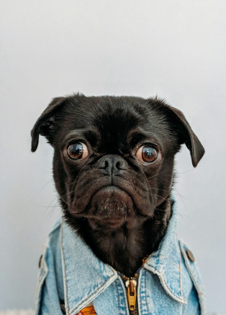 Black pug, one of the snub-nosed breeds with special flight rules