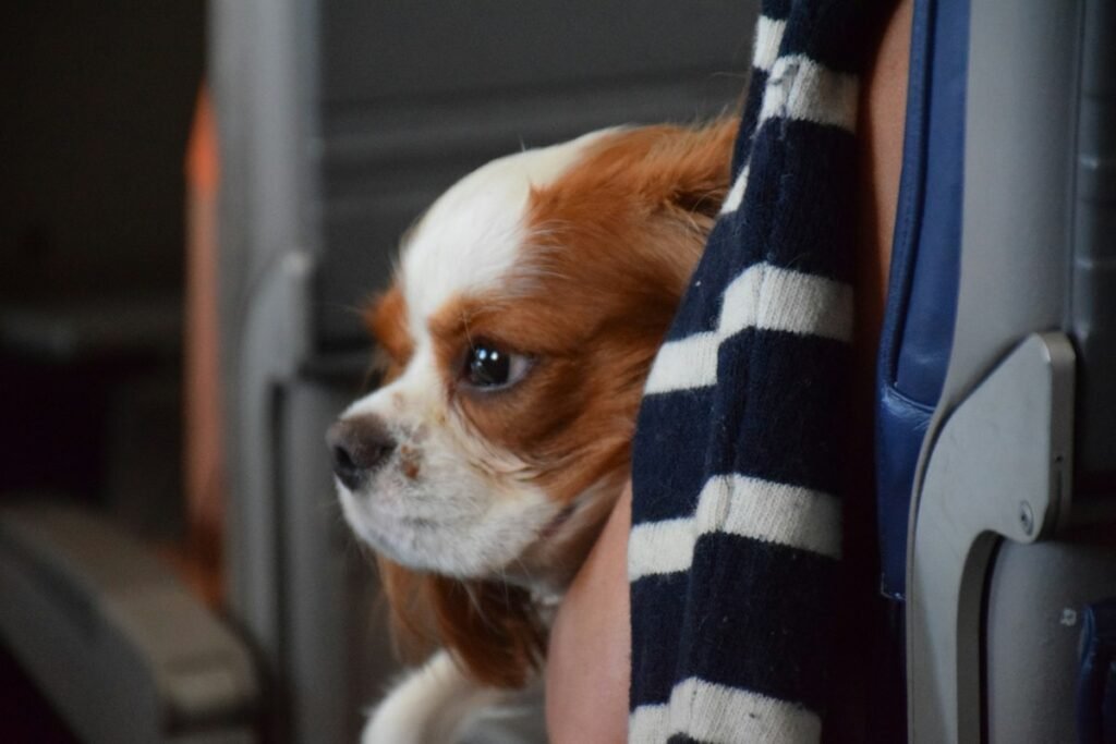 Aegean Airlines pet policy: small dog traveling in the airplane cabin